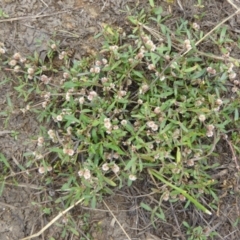 Alternanthera denticulata at Giralang, ACT - 21 Feb 2024