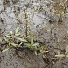 Alternanthera denticulata at Giralang, ACT - 21 Feb 2024 11:46 AM