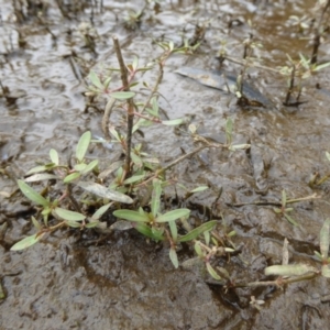 Alternanthera denticulata at Giralang, ACT - 21 Feb 2024