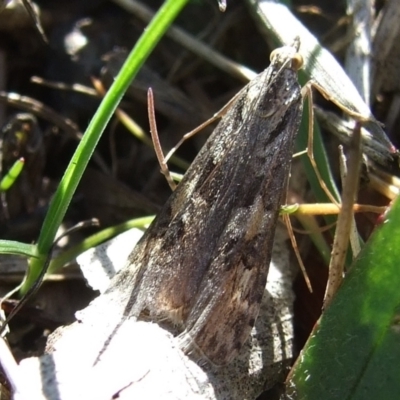 Nomophila corticalis (A Snout Moth) at galgi gnarrk (Craigieburn Grassland Nature Conservation Reserve) - 26 Aug 2007 by WendyEM