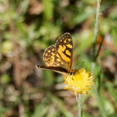 Oreixenica lathoniella (Silver Xenica) at Tallaganda State Forest - 5 Mar 2024 by DPRees125