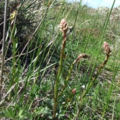 Stackhousia subterranea (grassland candles) at Epping, VIC - 26 Aug 2007 by WendyEM