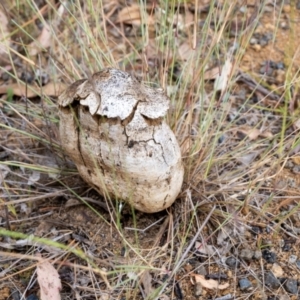 Pisolithus marmoratus at Yass, NSW - 6 Mar 2024