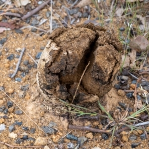 Pisolithus marmoratus at Yass, NSW - 6 Mar 2024