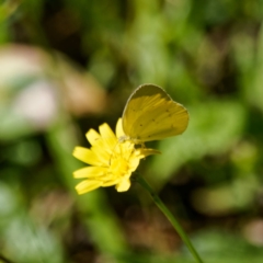 Eurema smilax (Small Grass-yellow) at Tallaganda State Forest - 5 Mar 2024 by DPRees125