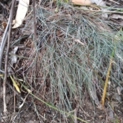 Poa sieberiana (Poa Tussock) at Cooma North Ridge Reserve - 6 Mar 2024 by mahargiani