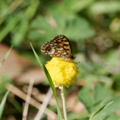 Oreixenica lathoniella (Silver Xenica) at Tallaganda State Forest - 5 Mar 2024 by DPRees125