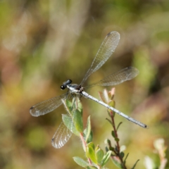 Griseargiolestes griseus (Grey Flatwing) at Tallaganda State Forest - 5 Mar 2024 by DPRees125