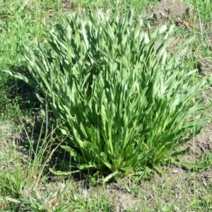 Craspedia paludicola at Beveridge, VIC - suppressed
