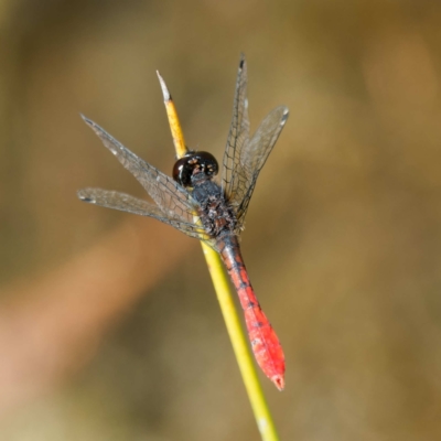 Nannophya dalei (Eastern Pygmyfly) at Rossi, NSW - 5 Mar 2024 by DPRees125