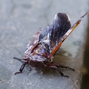 Cicadellidae (family) at Conder, ACT - suppressed