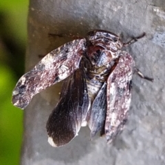 Cicadellidae (family) at Conder, ACT - suppressed