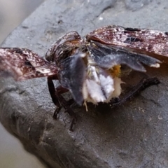 Cicadellidae (family) at Conder, ACT - suppressed