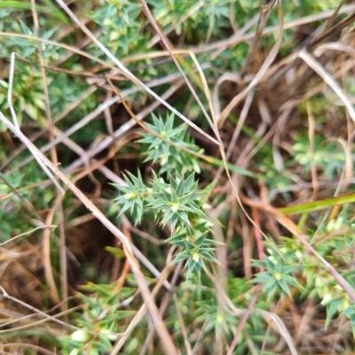 Melichrus urceolatus (Urn Heath) at Evatt, ACT - 6 Mar 2024 by WalkYonder