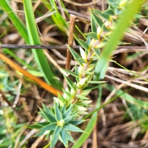 Melichrus urceolatus at Evatt, ACT - 6 Mar 2024