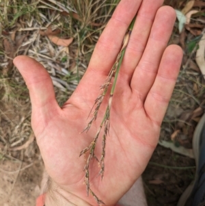 Lepidosperma laterale at Mount Majura - 6 Mar 2024