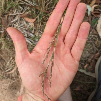 Lepidosperma laterale (Variable Sword Sedge) at Mount Majura - 6 Mar 2024 by WalterEgo