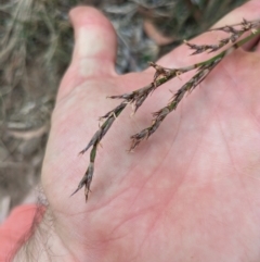 Lepidosperma laterale at Mount Majura - 6 Mar 2024 01:54 PM