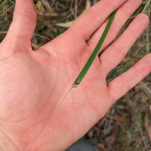 Lepidosperma laterale at Mount Majura - 6 Mar 2024