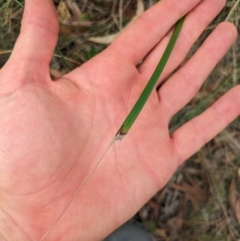 Lepidosperma laterale at Mount Majura - 6 Mar 2024