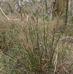 Lepidosperma laterale at Mount Majura - 6 Mar 2024