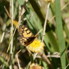 Oreixenica lathoniella (Silver Xenica) at Tallaganda State Forest - 5 Mar 2024 by DPRees125