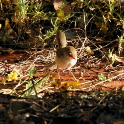 Malurus cyaneus (Superb Fairywren) at GG182 - 3 Mar 2024 by KMcCue