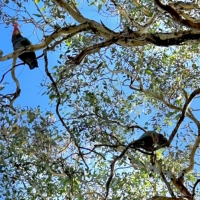 Callocephalon fimbriatum (Gang-gang Cockatoo) at GG182 - 4 Mar 2024 by KMcCue