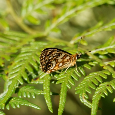 Oreixenica lathoniella (Silver Xenica) at Tallaganda State Forest - 5 Mar 2024 by DPRees125