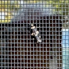 Sphyrelata amotella (A Concealer moth) at Aranda, ACT - 4 Mar 2024 by KMcCue