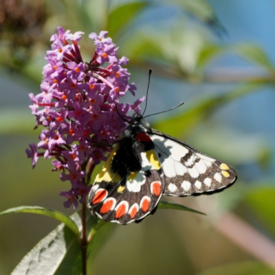 Delias aganippe (Spotted Jezebel) at QPRC LGA - 5 Mar 2024 by DPRees125