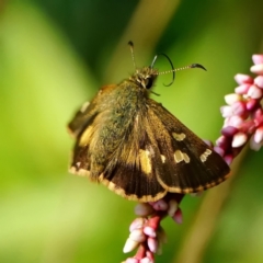 Dispar compacta (Barred Skipper) at Acton, ACT - 5 Mar 2024 by DonTaylor