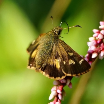 Dispar compacta (Barred Skipper) at Acton, ACT - 5 Mar 2024 by DonTaylor