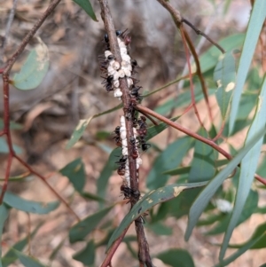 Iridomyrmex purpureus at Mount Majura - 6 Mar 2024