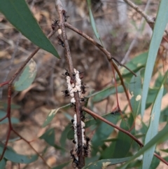 Iridomyrmex purpureus at Mount Majura - 6 Mar 2024