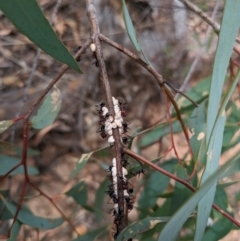 Iridomyrmex purpureus at Mount Majura - 6 Mar 2024