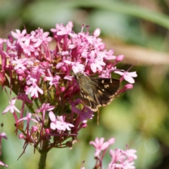 Dispar compacta (Barred Skipper) at Captains Flat, NSW - 5 Mar 2024 by DPRees125