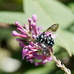 Thyreus caeruleopunctatus (Chequered cuckoo bee) at Captains Flat, NSW - 5 Mar 2024 by DPRees125