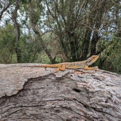 Pogona barbata (Eastern Bearded Dragon) at Watson, ACT - 6 Mar 2024 by WalterEgo