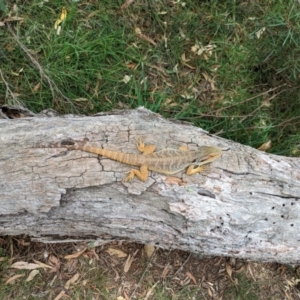 Pogona barbata at Mount Majura - 6 Mar 2024