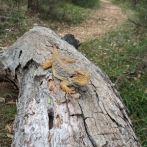 Pogona barbata at Mount Majura - 6 Mar 2024