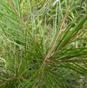 Acacia cognata at Hackett, ACT - 6 Mar 2024