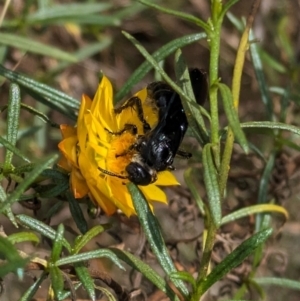 Austroscolia soror at Mount Majura - 6 Mar 2024