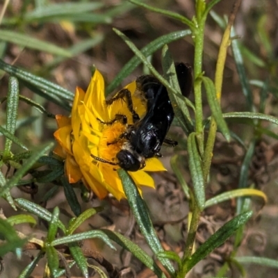 Austroscolia soror (Blue Flower Wasp) at Mount Majura - 6 Mar 2024 by WalterEgo