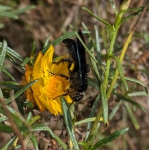 Austroscolia soror at Mount Majura - 6 Mar 2024