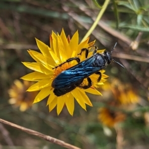 Austroscolia soror at Mount Majura - 6 Mar 2024