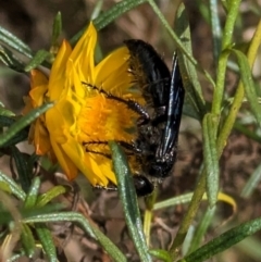 Austroscolia soror at Mount Majura - 6 Mar 2024