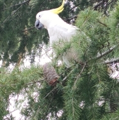 Cacatua galerita (Sulphur-crested Cockatoo) at Reid, ACT - 6 Mar 2024 by KateU