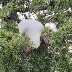 Cacatua galerita at Reid, ACT - 6 Mar 2024