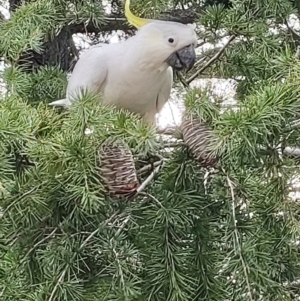 Cacatua galerita at Reid, ACT - 6 Mar 2024